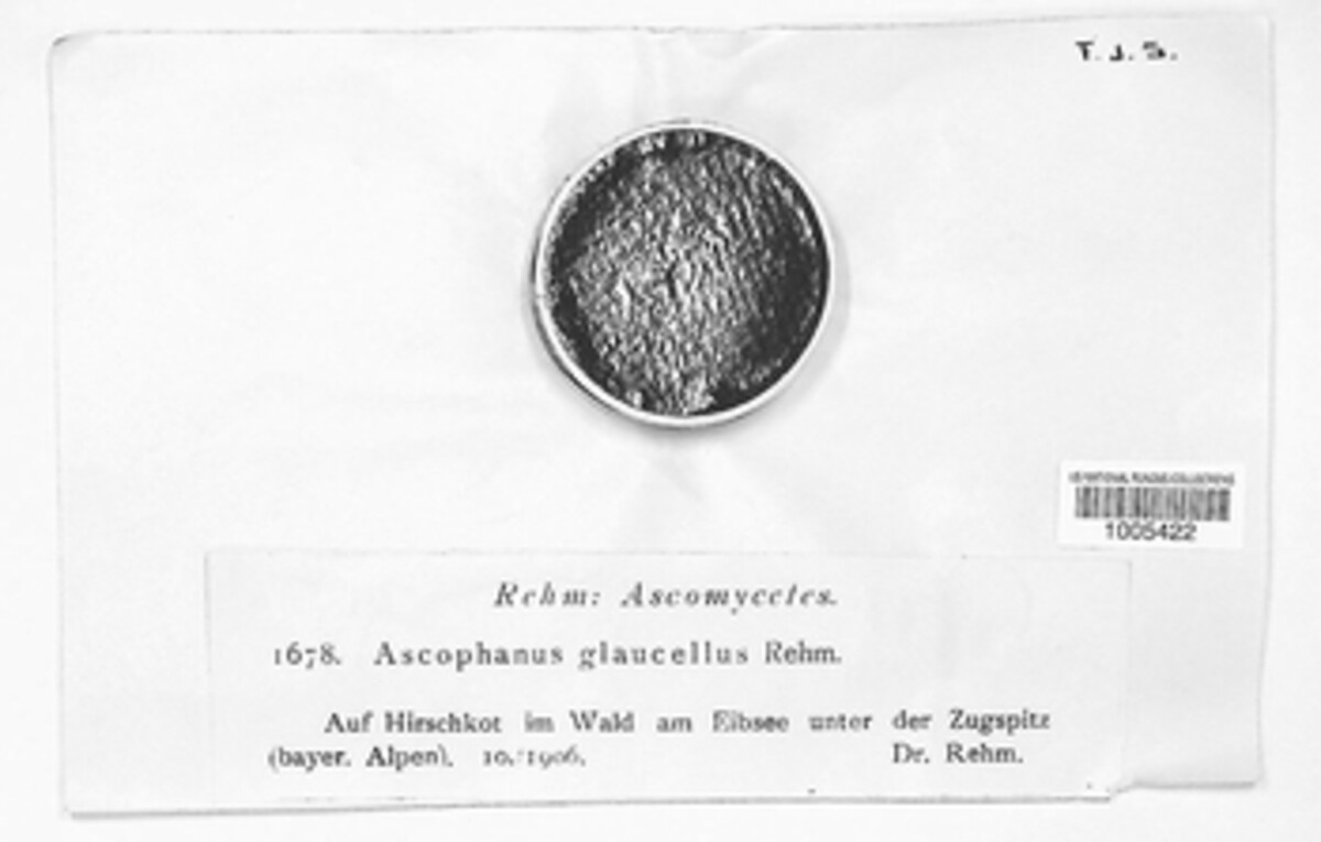 Ascophanus glaucellus image